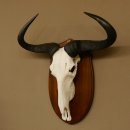 Gnu Streifengnu Schädeltrophäe HL 58 cm Afrika Schädel TrophäeTrophäenschild 88.9.48