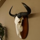 Gnu Streifengnu Schädeltrophäe HL 58 cm Afrika Schädel TrophäeTrophäenschild 88.9.48