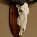Gnu Streifengnu Schädeltrophäe HL 58 cm Afrika Schädel TrophäeTrophäenschild 88.9.48