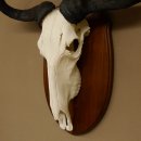 Gnu Streifengnu Schädeltrophäe HL 58 cm Afrika Schädel TrophäeTrophäenschild 88.9.48