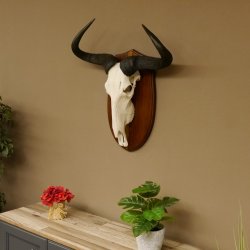 Gnu Streifengnu Schädeltrophäe HL 58 cm Afrika Schädel TrophäeTrophäenschild 88.9.48