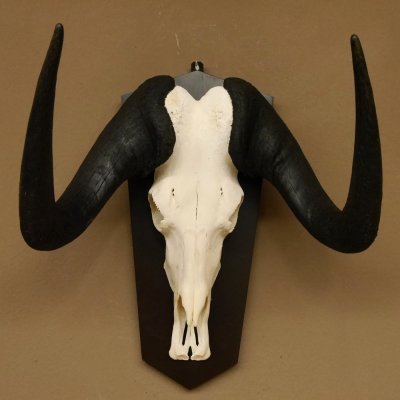 Gnu Weißschwanzgnu Schädeltrophäe HL 65 cm Afrika Antilope Schädel Trophäe Schild 88.9.49