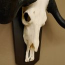 Gnu Weißschwanzgnu Schädeltrophäe HL 65 cm Afrika Antilope Schädel Trophäe Schild 88.9.49