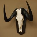 Gnu Weißschwanzgnu Schädeltrophäe HL 65 cm Afrika Antilope Schädel Trophäe Schild 88.9.49