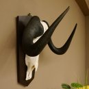 Gnu Weißschwanzgnu Schädeltrophäe HL 65 cm Afrika Antilope Schädel Trophäe Schild 88.9.49