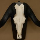 Gnu Weißschwanzgnu Schädeltrophäe HL 65 cm Afrika Antilope Schädel Trophäe Schild 88.9.49