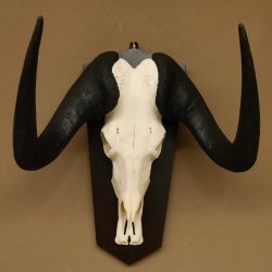 Gnu Weißschwanzgnu Schädeltrophäe HL 65 cm Afrika Antilope Schädel Trophäe Schild 88.9.49