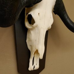 Gnu Weißschwanzgnu Schädeltrophäe HL 65 cm Afrika Antilope Schädel Trophäe Schild 88.9.49