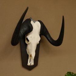 Gnu Weißschwanzgnu Schädeltrophäe HL 65 cm Afrika Antilope Schädel Trophäe Schild 88.9.49