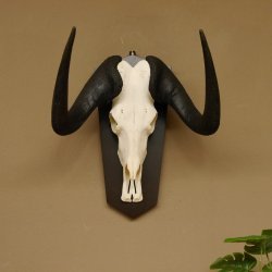 Gnu Weißschwanzgnu Schädeltrophäe HL 65 cm Afrika Antilope Schädel Trophäe Schild 88.9.49