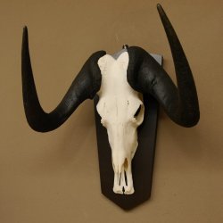 Gnu Weißschwanzgnu Schädeltrophäe HL 65 cm Afrika Antilope Schädel Trophäe Schild 88.9.49