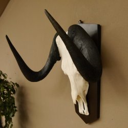 Gnu Weißschwanzgnu Schädeltrophäe HL 65 cm Afrika Antilope Schädel Trophäe Schild 88.9.49