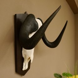 Gnu Weißschwanzgnu Schädeltrophäe HL 65 cm Afrika Antilope Schädel Trophäe Schild 88.9.49