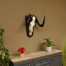 Gnu Weißschwanzgnu Schädeltrophäe HL 65 cm Afrika Antilope Schädel Trophäe Schild 88.9.49