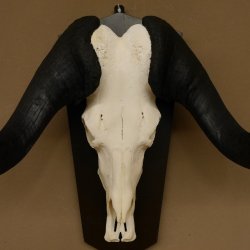 Gnu Weißschwanzgnu Schädeltrophäe HL 65 cm Afrika Antilope Schädel Trophäe Schild 88.9.49