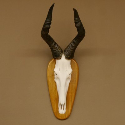 Hartebeest (Alcelaphus caama) Kuhantilope HL 60 cm Schädeltrophäe Antilope Schädel Trophäe Trophäenschild 88.1.62