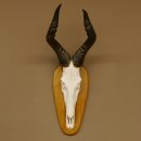 Hartebeest (Alcelaphus caama) Kuhantilope HL 60 cm...