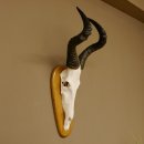 Hartebeest (Alcelaphus caama) Kuhantilope HL 60 cm Schädeltrophäe Antilope Schädel Trophäe Trophäenschild 88.1.62