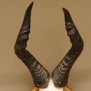 Hartebeest (Alcelaphus caama) Kuhantilope HL 60 cm Schädeltrophäe Antilope Schädel Trophäe Trophäenschild 88.1.62
