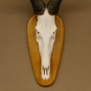 Hartebeest (Alcelaphus caama) Kuhantilope HL 60 cm Schädeltrophäe Antilope Schädel Trophäe Trophäenschild 88.1.62