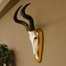 Hartebeest (Alcelaphus caama) Kuhantilope HL 60 cm Schädeltrophäe Antilope Schädel Trophäe Trophäenschild 88.1.62