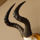 Hartebeest (Alcelaphus caama) Kuhantilope HL 60 cm Schädeltrophäe Antilope Schädel Trophäe Trophäenschild 88.1.62