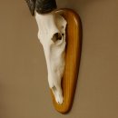 Hartebeest (Alcelaphus caama) Kuhantilope HL 60 cm Schädeltrophäe Antilope Schädel Trophäe Trophäenschild 88.1.62