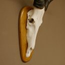 Hartebeest (Alcelaphus caama) Kuhantilope HL 60 cm Schädeltrophäe Antilope Schädel Trophäe Trophäenschild 88.1.62