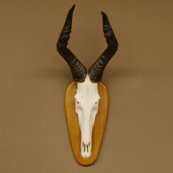 Hartebeest (Alcelaphus caama) Kuhantilope HL 60 cm Schädeltrophäe Antilope Schädel Trophäe Trophäenschild 88.1.62