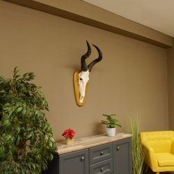 Hartebeest (Alcelaphus caama) Kuhantilope HL 60 cm Schädeltrophäe Antilope Schädel Trophäe Trophäenschild 88.1.62
