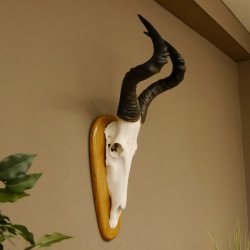 Hartebeest (Alcelaphus caama) Kuhantilope HL 60 cm Schädeltrophäe Antilope Schädel Trophäe Trophäenschild 88.1.62