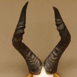 Hartebeest (Alcelaphus caama) Kuhantilope HL 60 cm Schädeltrophäe Antilope Schädel Trophäe Trophäenschild 88.1.62