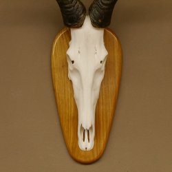 Hartebeest (Alcelaphus caama) Kuhantilope HL 60 cm Schädeltrophäe Antilope Schädel Trophäe Trophäenschild 88.1.62