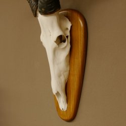 Hartebeest (Alcelaphus caama) Kuhantilope HL 60 cm Schädeltrophäe Antilope Schädel Trophäe Trophäenschild 88.1.62