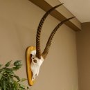 Wasserbock (Kobus ellipsiprymnus)...