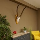 Wasserbock (Kobus ellipsiprymnus) Schädeltrophäe HL 79 cm auf Trophäenschild Schädel Trophäe 88.7.15