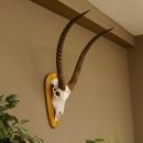 Wasserbock (Kobus ellipsiprymnus)...