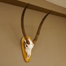 Wasserbock (Kobus ellipsiprymnus) Schädeltrophäe HL 79 cm auf Trophäenschild Schädel Trophäe 88.7.15