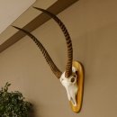 Wasserbock (Kobus ellipsiprymnus) Schädeltrophäe HL 79 cm auf Trophäenschild Schädel Trophäe 88.7.15