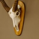 Wasserbock (Kobus ellipsiprymnus) Schädeltrophäe HL 79 cm auf Trophäenschild Schädel Trophäe 88.7.15