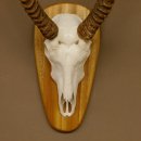 Wasserbock (Kobus ellipsiprymnus) Schädeltrophäe HL 79 cm auf Trophäenschild Schädel Trophäe 88.7.15