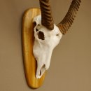 Wasserbock (Kobus ellipsiprymnus) Schädeltrophäe HL 79 cm auf Trophäenschild Schädel Trophäe 88.7.15