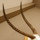 Wasserbock (Kobus ellipsiprymnus) Schädeltrophäe HL 79 cm auf Trophäenschild Schädel Trophäe 88.7.15