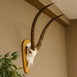 Wasserbock (Kobus ellipsiprymnus) Schädeltrophäe HL 79 cm auf Trophäenschild Schädel Trophäe 88.7.15