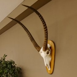 Wasserbock (Kobus ellipsiprymnus) Schädeltrophäe HL 79 cm auf Trophäenschild Schädel Trophäe 88.7.15