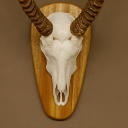 Wasserbock (Kobus ellipsiprymnus) Schädeltrophäe HL 79 cm auf Trophäenschild Schädel Trophäe 88.7.15