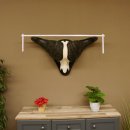 Kaffernbüffel Breite 85 cm Schädeltrophäe Büffel Afrika Schädel Trophäe 88.10.30