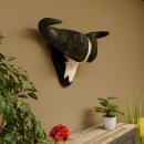 Kaffernbüffel Breite 85 cm Schädeltrophäe...