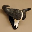 Kaffernbüffel Breite 85 cm Schädeltrophäe Büffel Afrika Schädel Trophäe 88.10.30