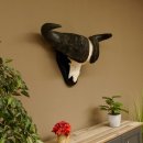 Kaffernbüffel Breite 85 cm Schädeltrophäe Büffel Afrika Schädel Trophäe 88.10.30